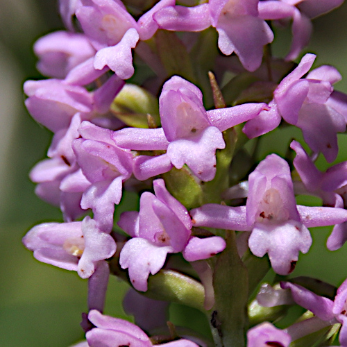 Wohlriechende Handwurz / Gymnadenia odoratissima