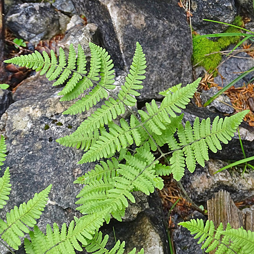 Eichenfarn / Gymnocarpium dryopteris