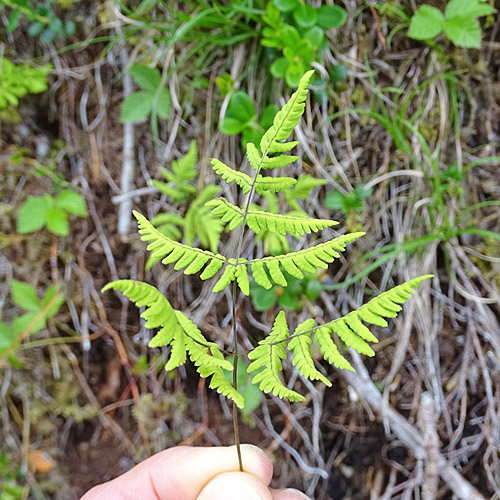 Eichenfarn / Gymnocarpium dryopteris