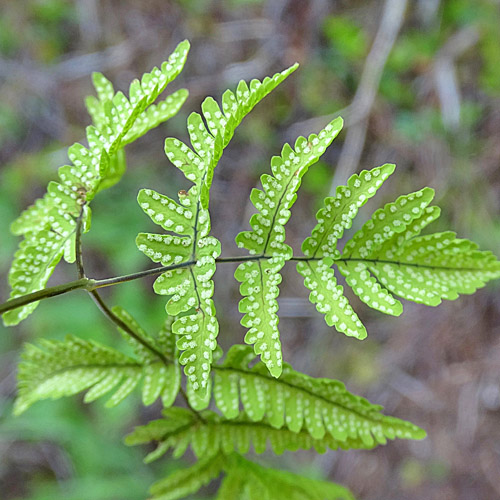 Eichenfarn / Gymnocarpium dryopteris