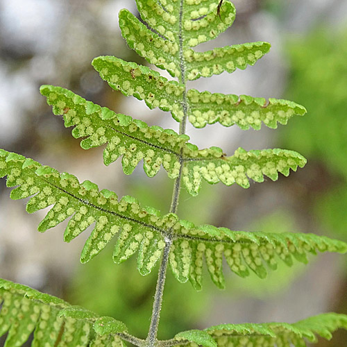 Ruprechtsfarn / Gymnocarpium robertianum