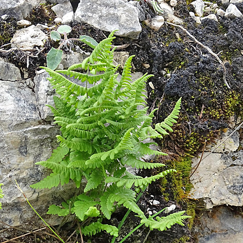 Ruprechtsfarn / Gymnocarpium robertianum