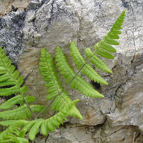 Ruprechtsfarn / Gymnocarpium robertianum