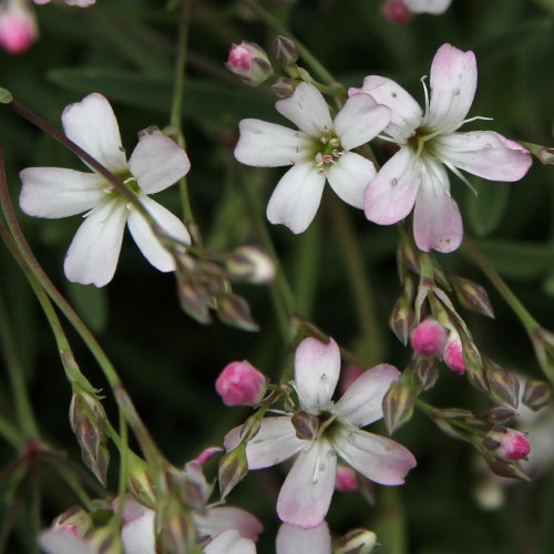 Kriechendes Gipskraut / Gypsophila repens