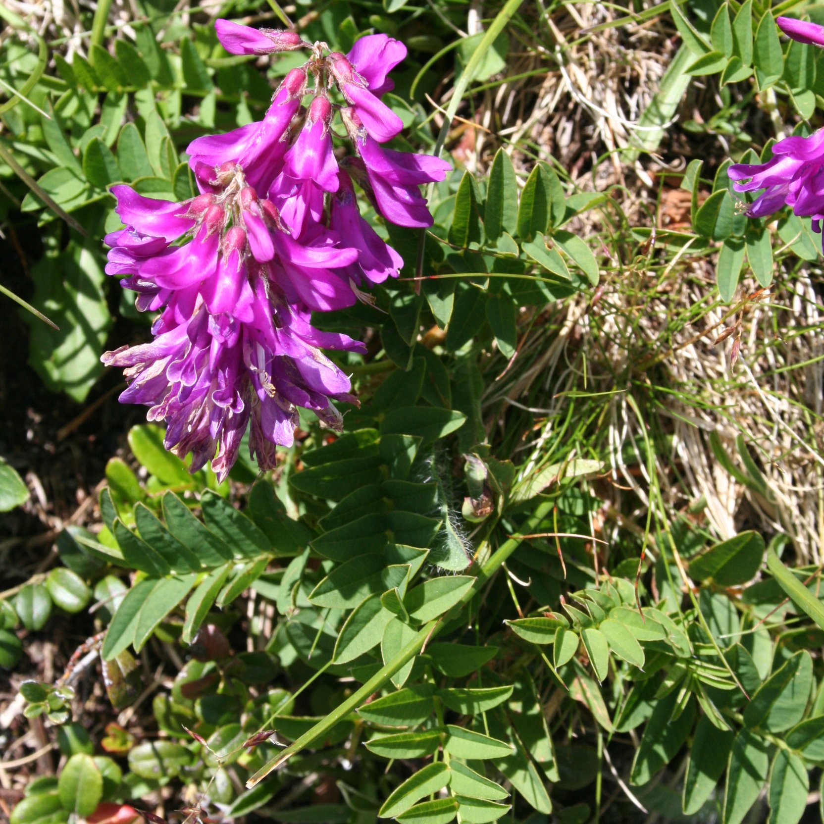 Alpen-Süssklee / Hedysarum hedysaroides