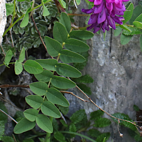 Alpen-Süssklee / Hedysarum hedysaroides