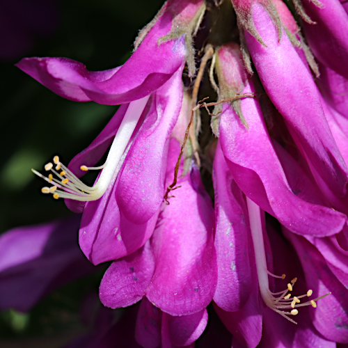 Alpen-Süssklee / Hedysarum hedysaroides