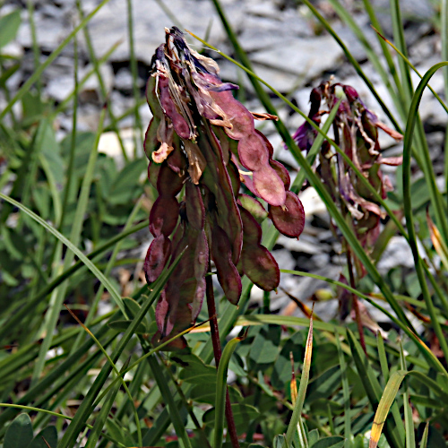 Alpen-Süssklee / Hedysarum hedysaroides