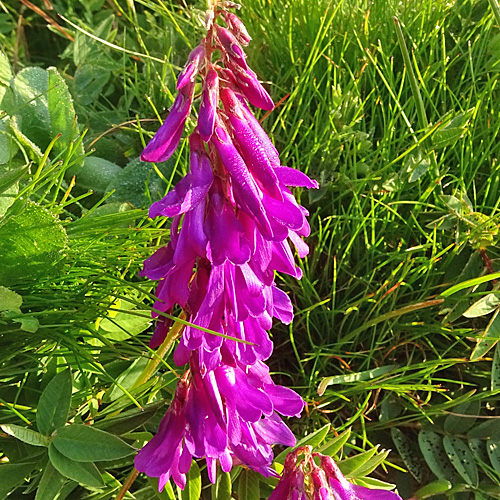 Alpen-Süssklee / Hedysarum hedysaroides