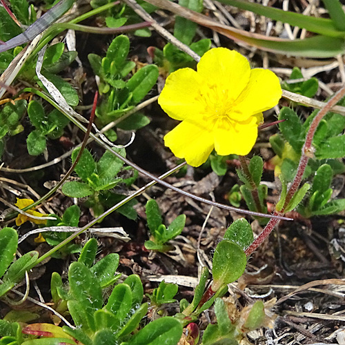 Alpen-Sonnenröschen / Helianthemum alpestre