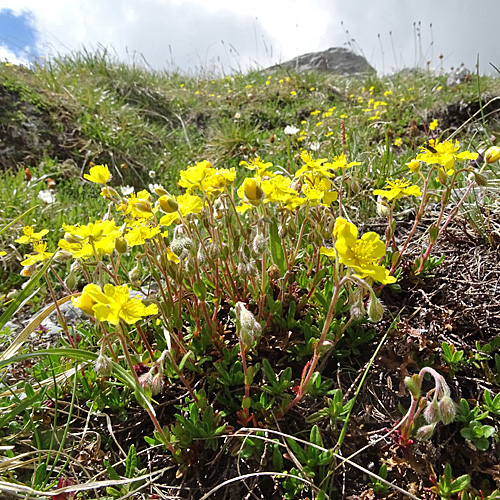 Alpen-Sonnenröschen / Helianthemum alpestre