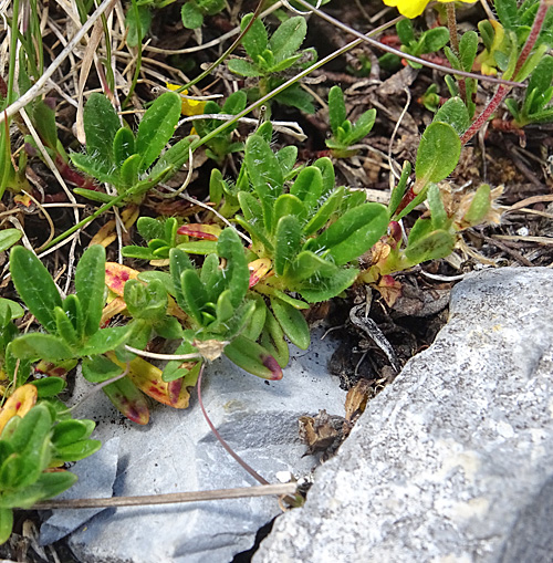 Alpen-Sonnenröschen / Helianthemum alpestre