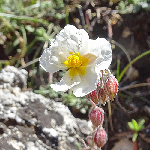 Apenninen-Sonnenröschen / Helianthemum apenninum