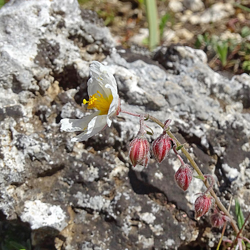 Apenninen-Sonnenröschen / Helianthemum apenninum