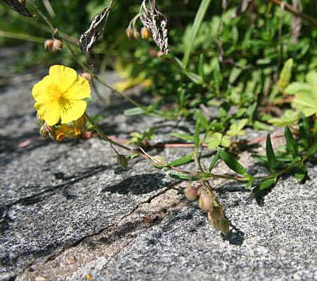 Gewöhnliches Sonnenröschen / Helianthemum nummularium