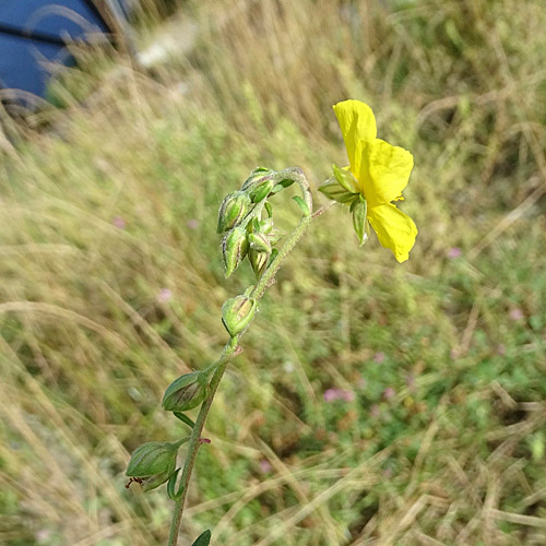 Gewöhnliches Sonnenröschen / Helianthemum nummularium