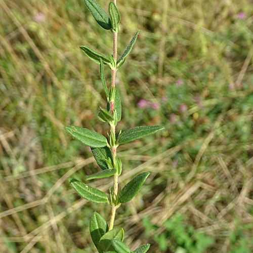 Gewöhnliches Sonnenröschen / Helianthemum nummularium