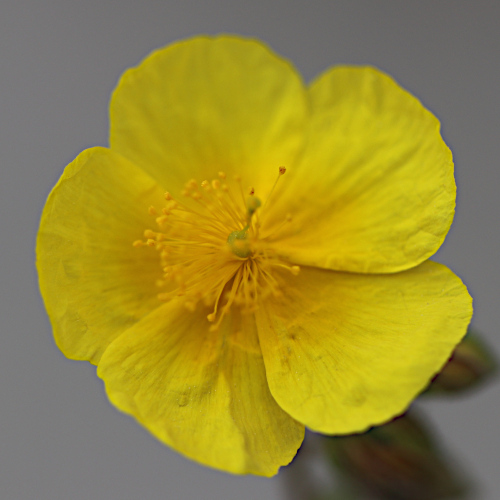 Ovalblättriges Sonnenröschen / Helianthemum nummularium subsp. obscurum