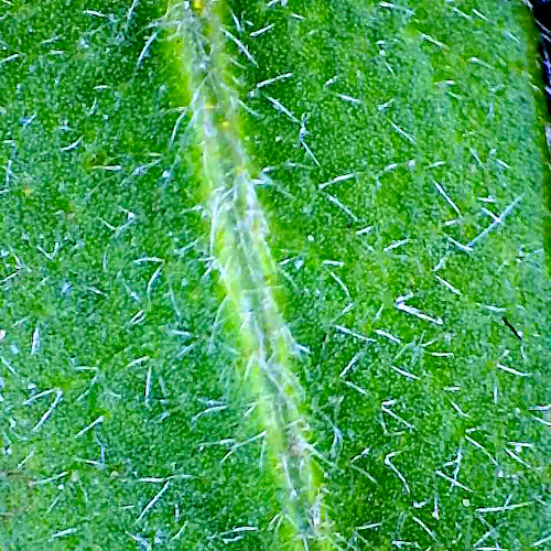 Ovalblättriges Sonnenröschen / Helianthemum nummularium subsp. obscurum