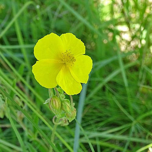 Ovalblättriges Sonnenröschen / Helianthemum nummularium subsp. obscurum