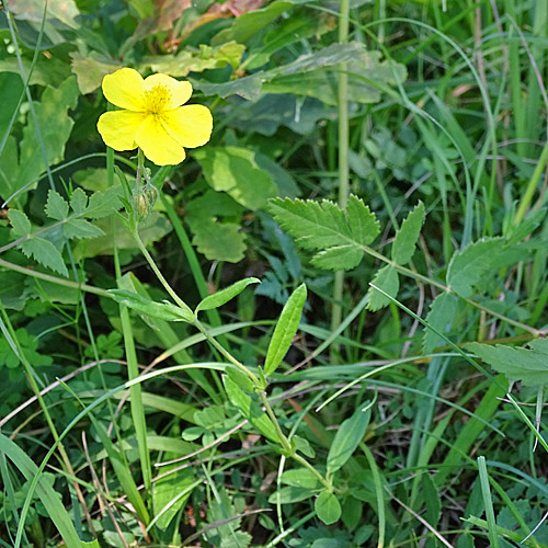 Ovalblättriges Sonnenröschen / Helianthemum nummularium subsp. obscurum