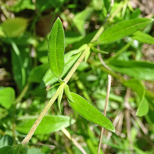 Ovalblättriges Sonnenröschen / Helianthemum nummularium subsp. obscurum