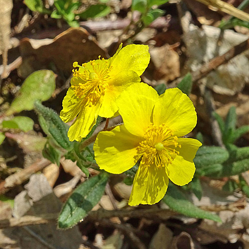 Grossblütiges Sonnenröschen / Helianthemum nummularium subsp. grandiflorum