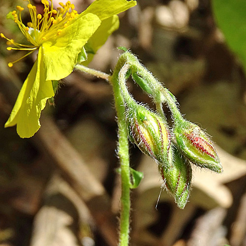 Grossblütiges Sonnenröschen / Helianthemum nummularium subsp. grandiflorum