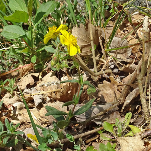 Grossblütiges Sonnenröschen / Helianthemum nummularium subsp. grandiflorum