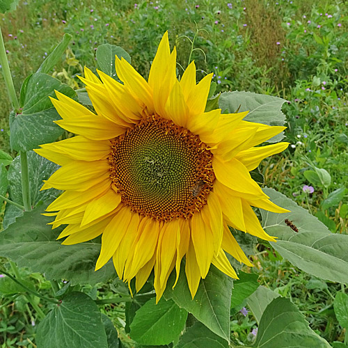 Einjährige Sonnenblume / Helianthus annuus