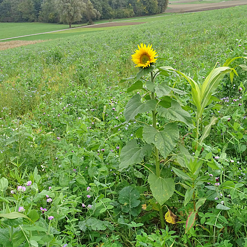 Einjährige Sonnenblume / Helianthus annuus