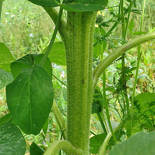 Einjährige Sonnenblume / Helianthus annuus