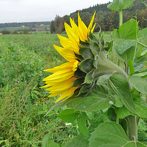 Einjährige Sonnenblume / Helianthus annuus