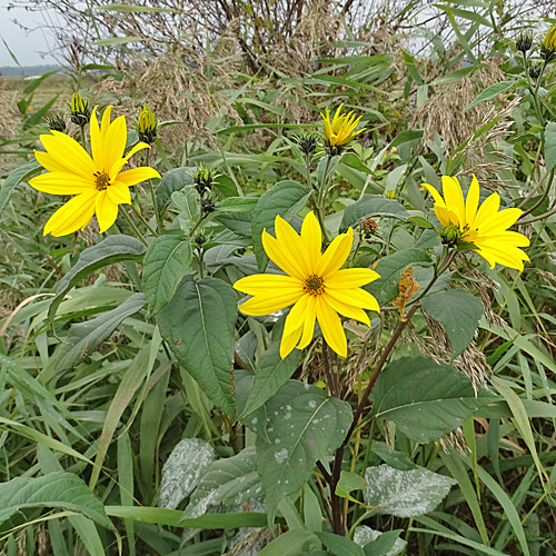 Topinambur / Helianthus tuberosus