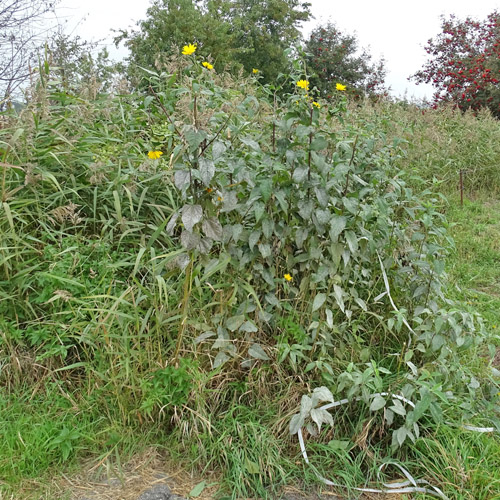 Topinambur / Helianthus tuberosus