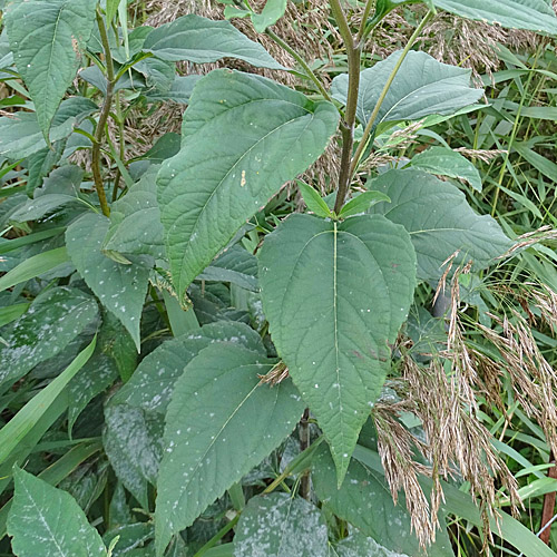 Topinambur / Helianthus tuberosus