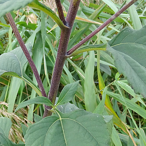 Topinambur / Helianthus tuberosus