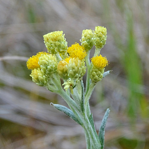 Sand-Strohblume / Helichrysum arenarium