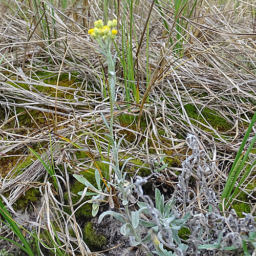 Sand-Strohblume / Helichrysum arenarium