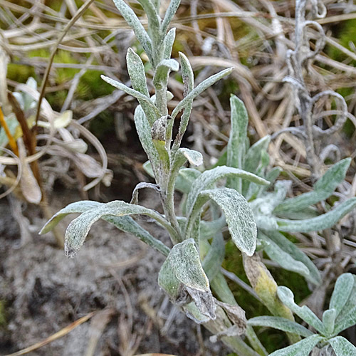 Sand-Strohblume / Helichrysum arenarium