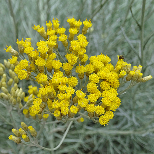 Italienische Strohblume / Helichrysum italicum
