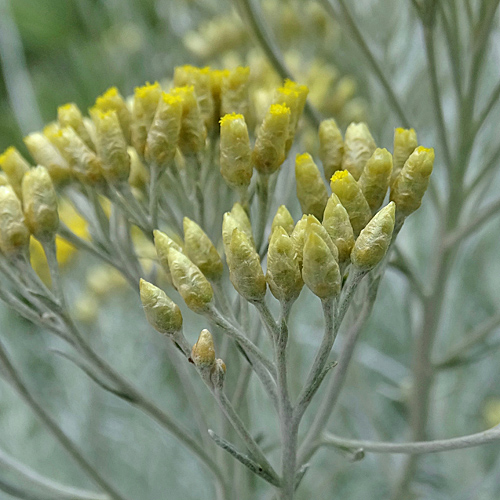 Italienische Strohblume / Helichrysum italicum