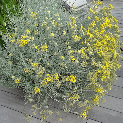 Italienische Strohblume / Helichrysum italicum