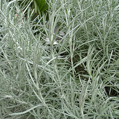 Italienische Strohblume / Helichrysum italicum