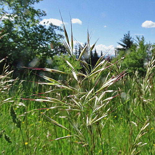 Flaum-Wiesenhafer / Helictotrichon pubescens