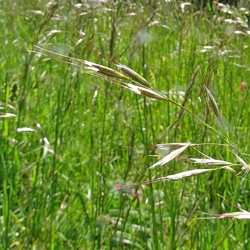 Flaum-Wiesenhafer / Helictotrichon pubescens