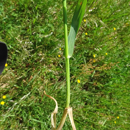 Flaum-Wiesenhafer / Helictotrichon pubescens