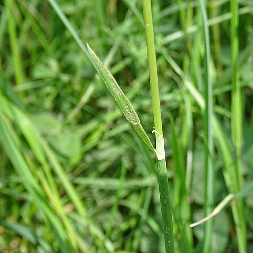 Flaum-Wiesenhafer / Helictotrichon pubescens