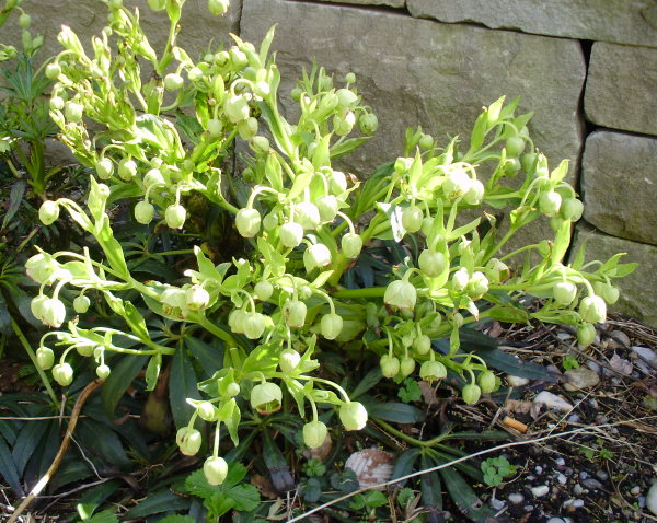 Stinkende Nieswurz / Helleborus foetidus