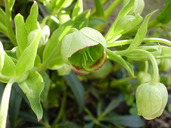 Stinkende Nieswurz / Helleborus foetidus